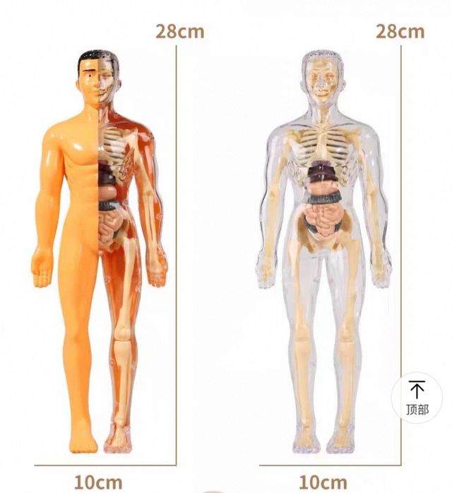 3d Конструктор тіло людини, тело человека, скелет, 3д пазл