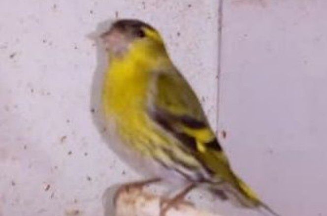 Bons canários muito lindos