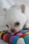 chihuahua macho branco pelo comprido super minorca