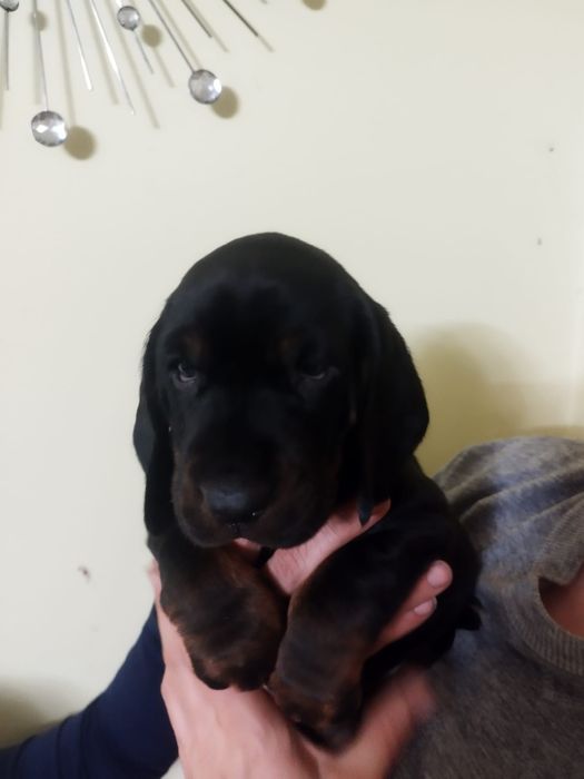 Ginczy polski szczeniak