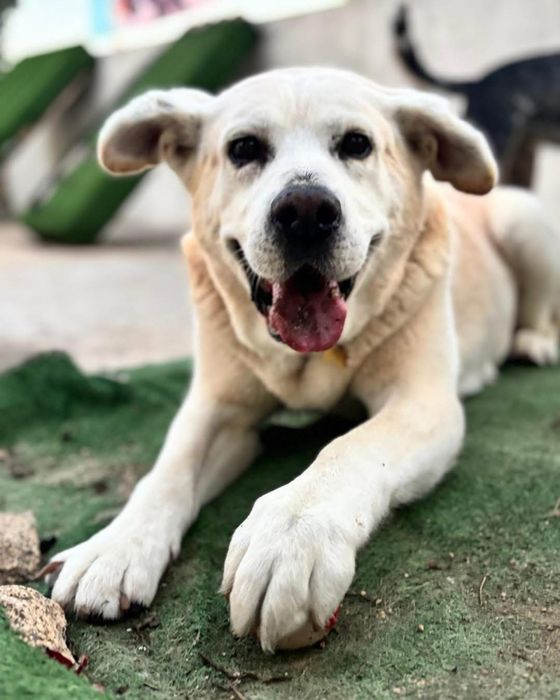 Alfredo Para Adoção Responsável