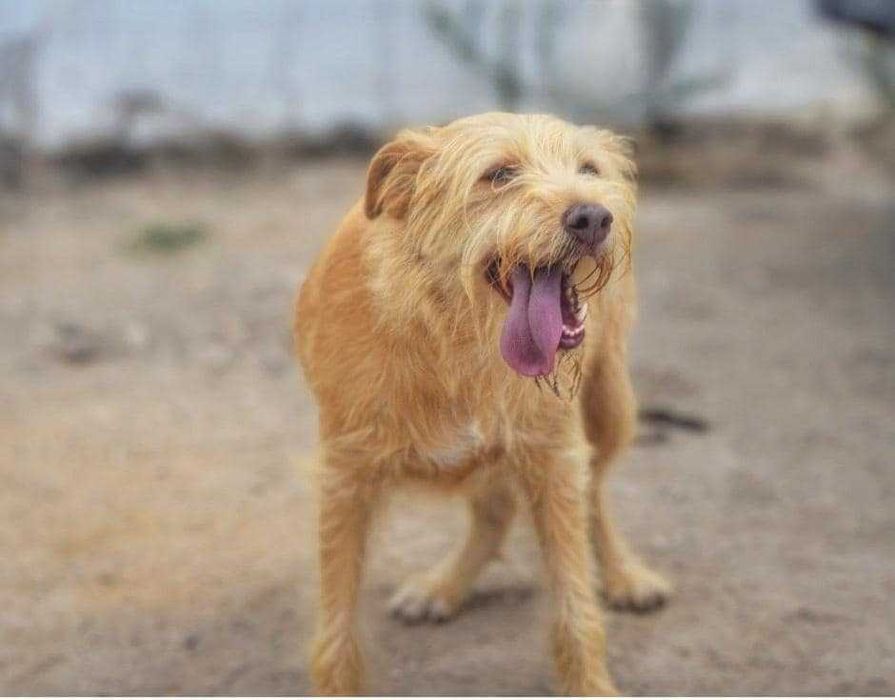 Mel - Cadela média-pequeno para adoção