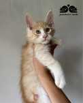 Maine Coon kocurek