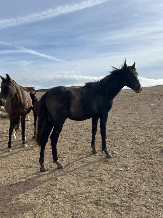 Poldros cruzados de lusitano