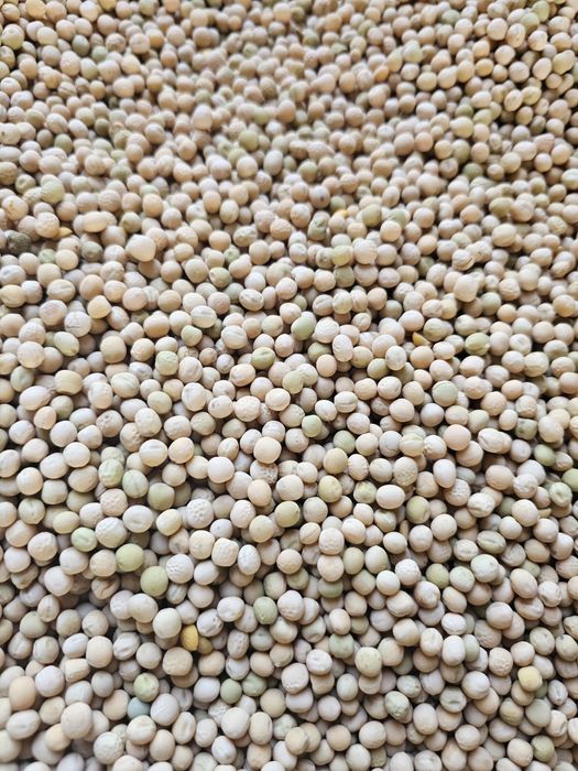 Groch ozimy Dexter rok po centrali