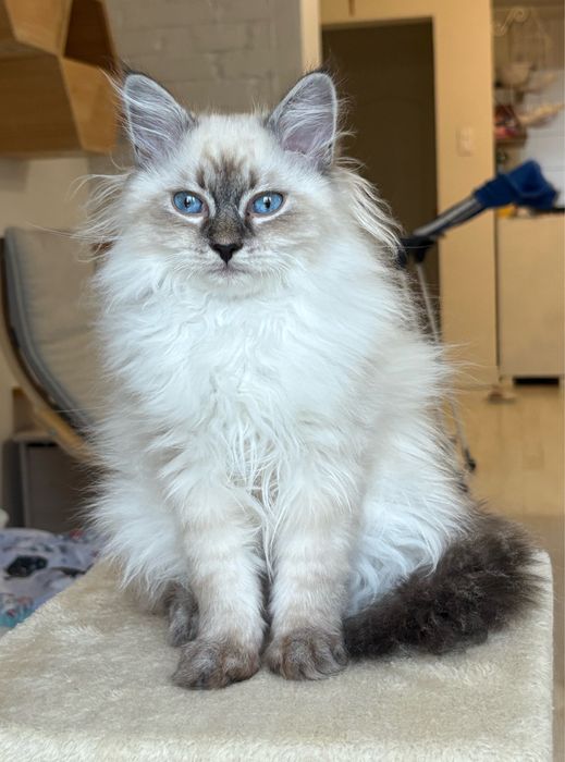 Draco - kocurek Neva Masquerade (Lavender Dreams*PL)