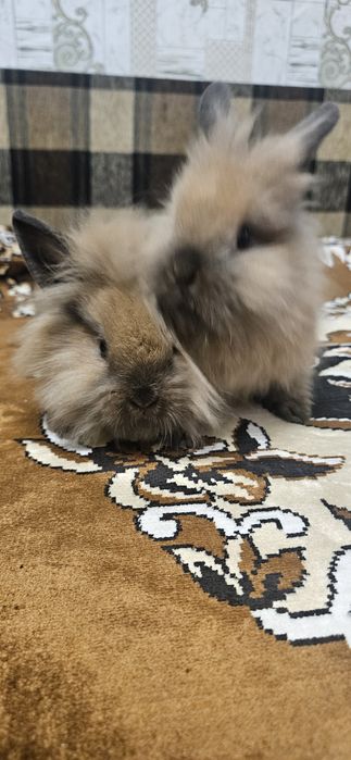 Продам декоративних кроликів