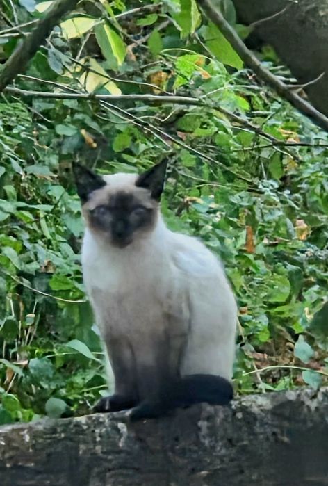 Gato Siamês - adopção responsavel