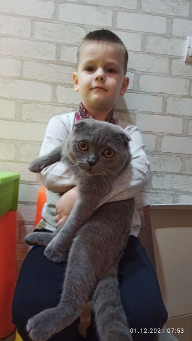 Кіт на злучку Кот для кошки