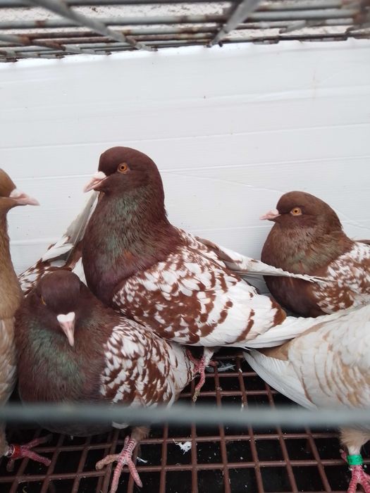 Sprzedam gołębie rysie czerwone