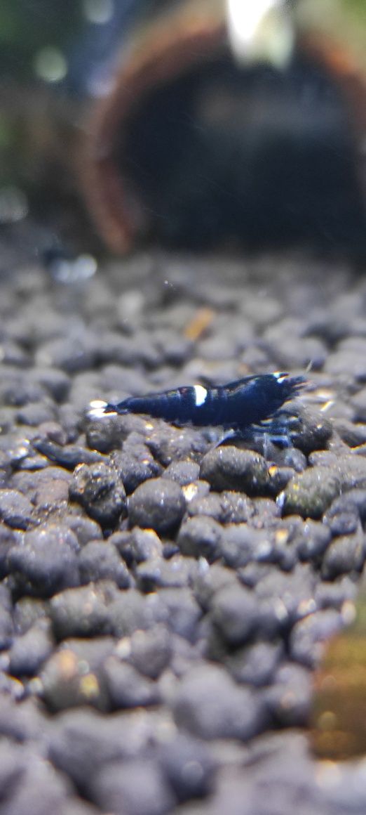 Taiwan KING KONG ONE STRIPE 
gradacja: multi stripe (2-3 paski)
