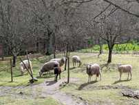 Ovelhas Bordaleiras e Carneiro