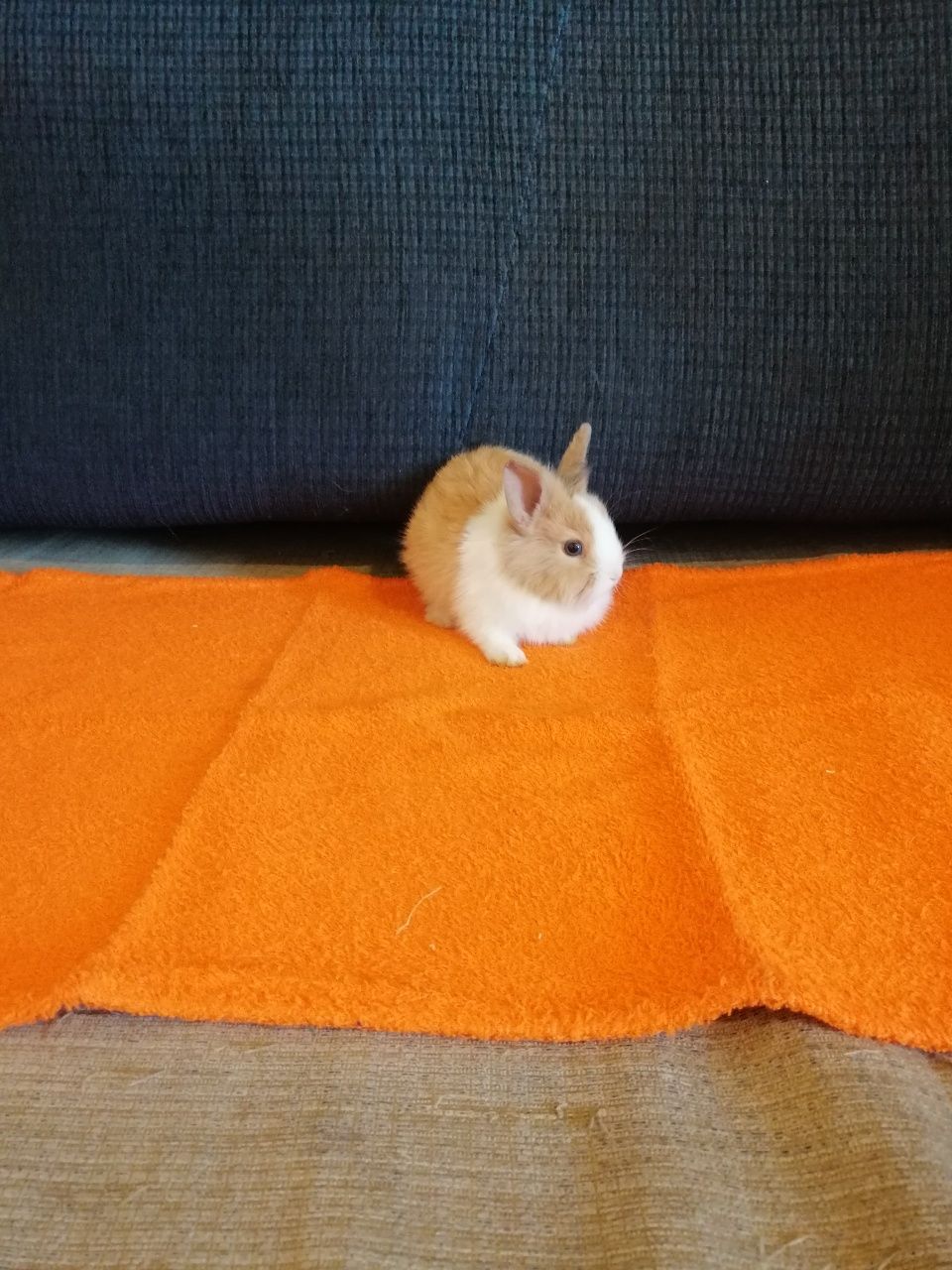 Króliczek karzełek Teddy, Mini Lop