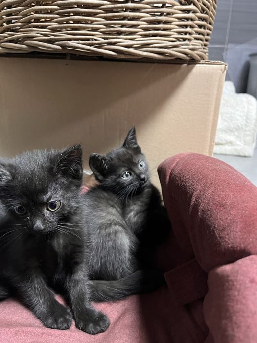 Kot europejski czarny