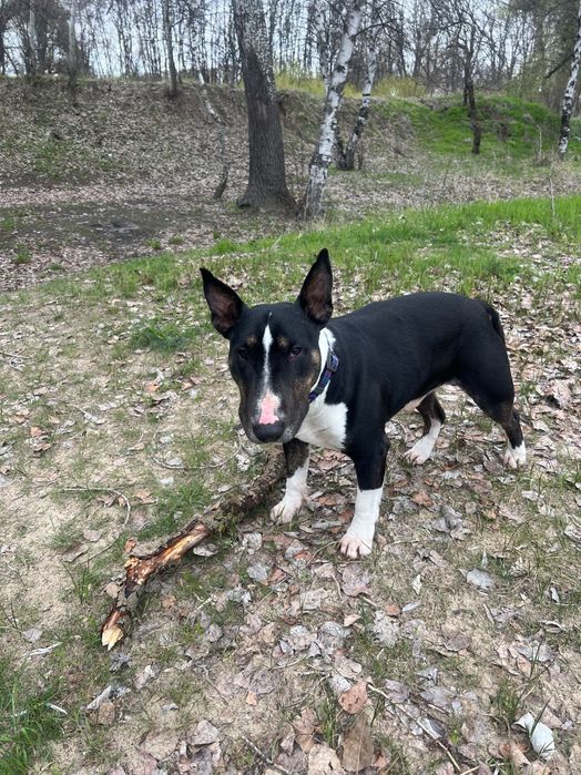 Кобель міні Бультерʼєр шукає сучку для вʼязки м.Камʼянське. 5,5 років.