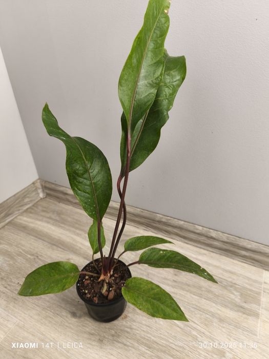 Антуриум Renaissance