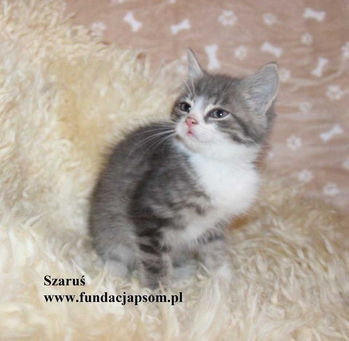 Szaruś, piękny chłopczyk