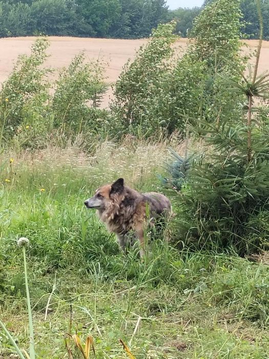 Owczareczka Marysia szuka domu!