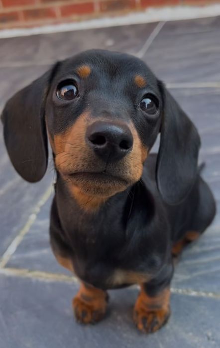 Маленька такса (1,5 місяця) шукає новий дім.