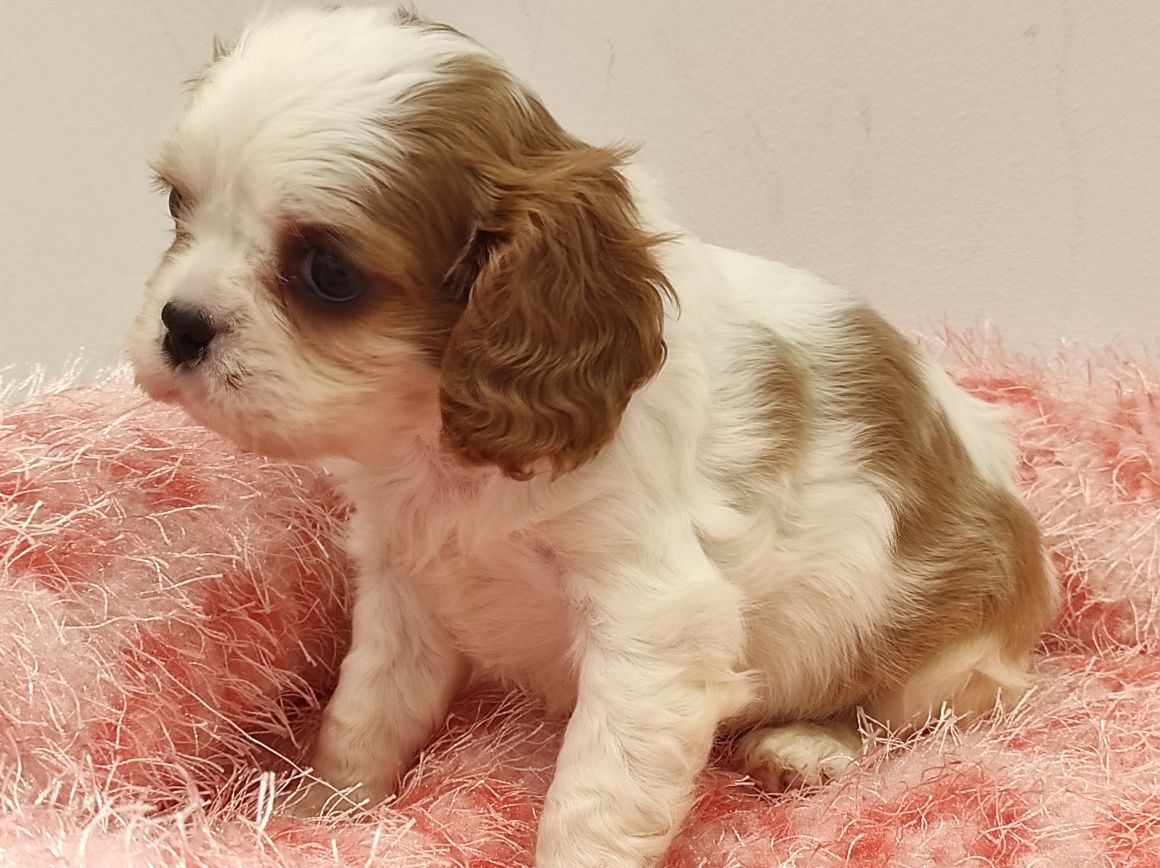 Cavalier King Charles piesek z rodowodem