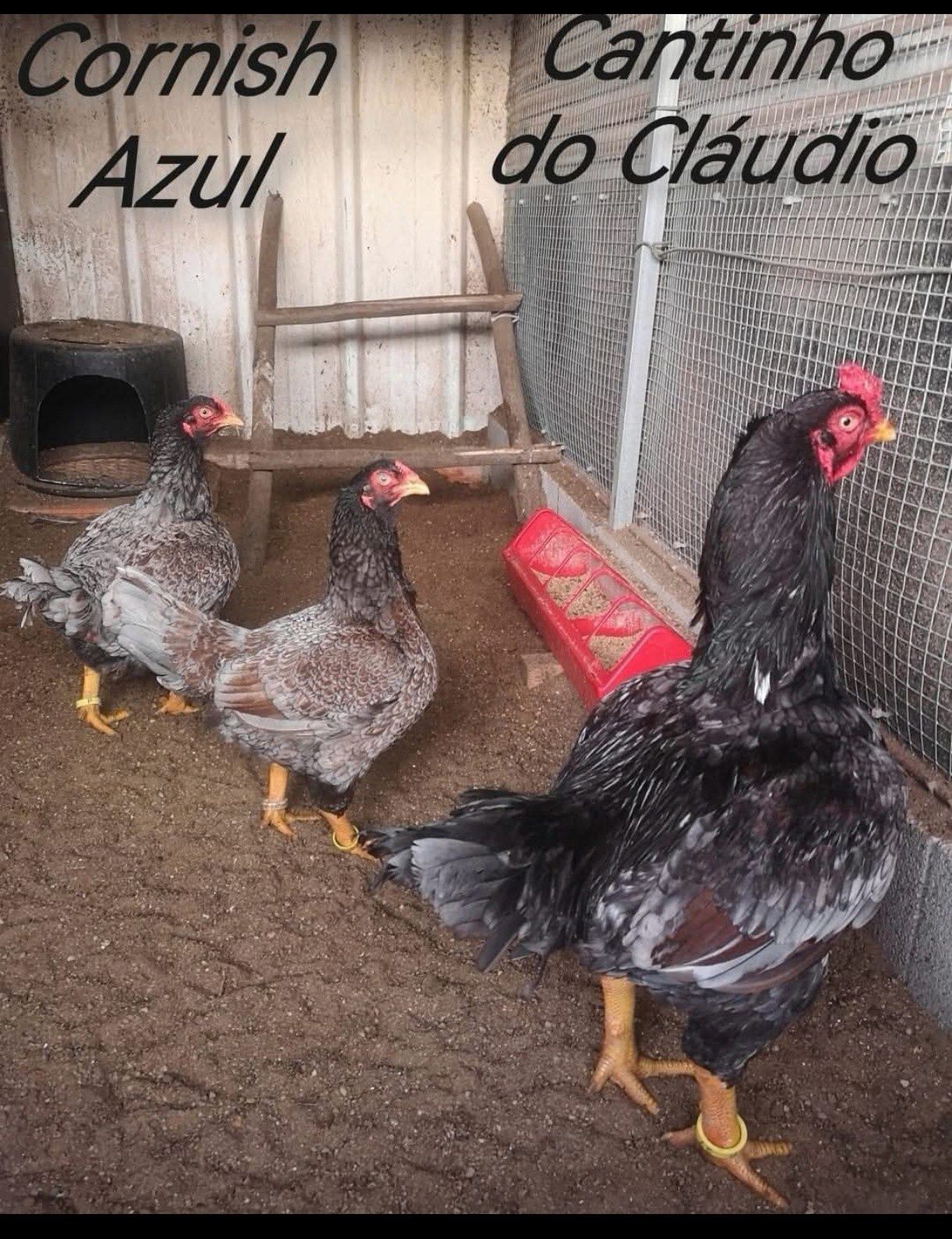 Vendo ovos galados de galinha de raça pura