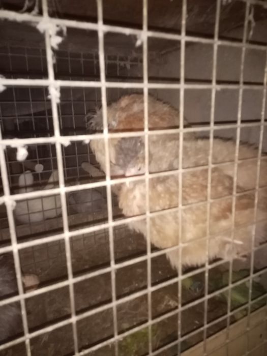 Casal de sedosas e faverolles