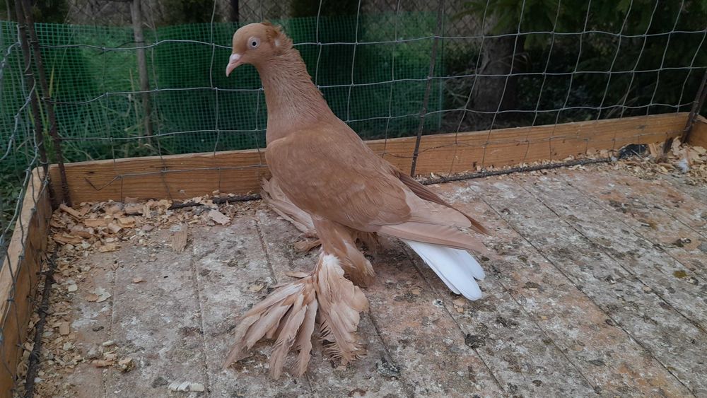 Wyszwanc żółty - gołębie ozdobne