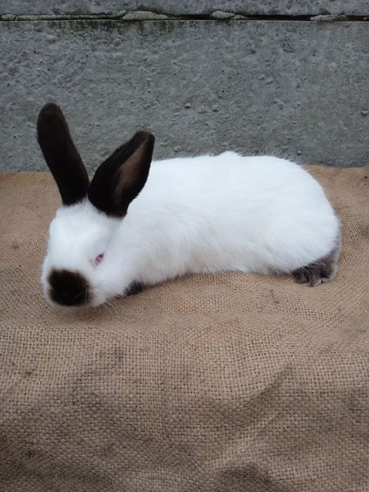 Кролики різних порід