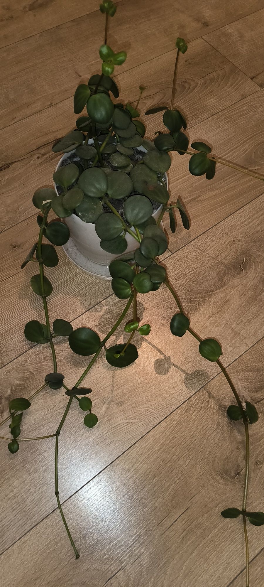 Peperomia pecuniifolia