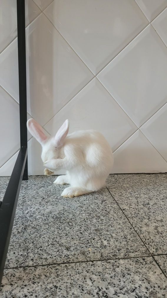 Coelho bebé com 3 meses