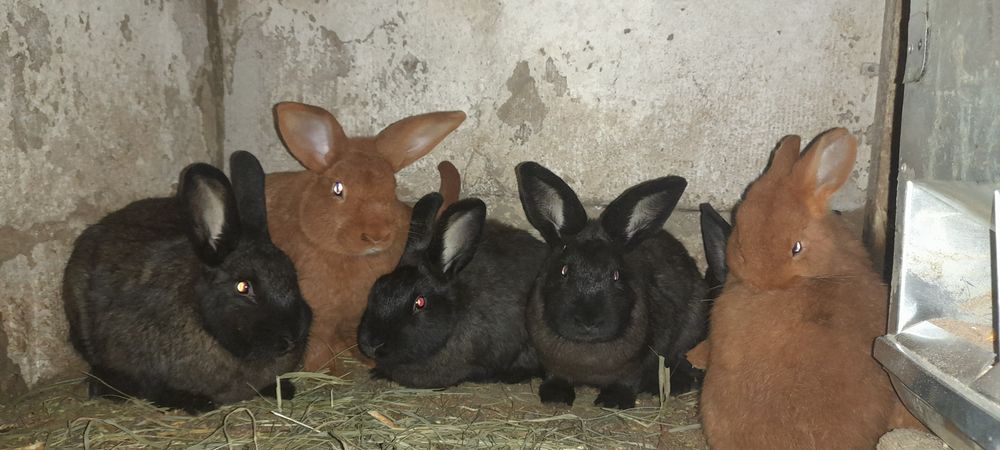 Продаються кроленята, 150грн. Кролі. Кроленята.