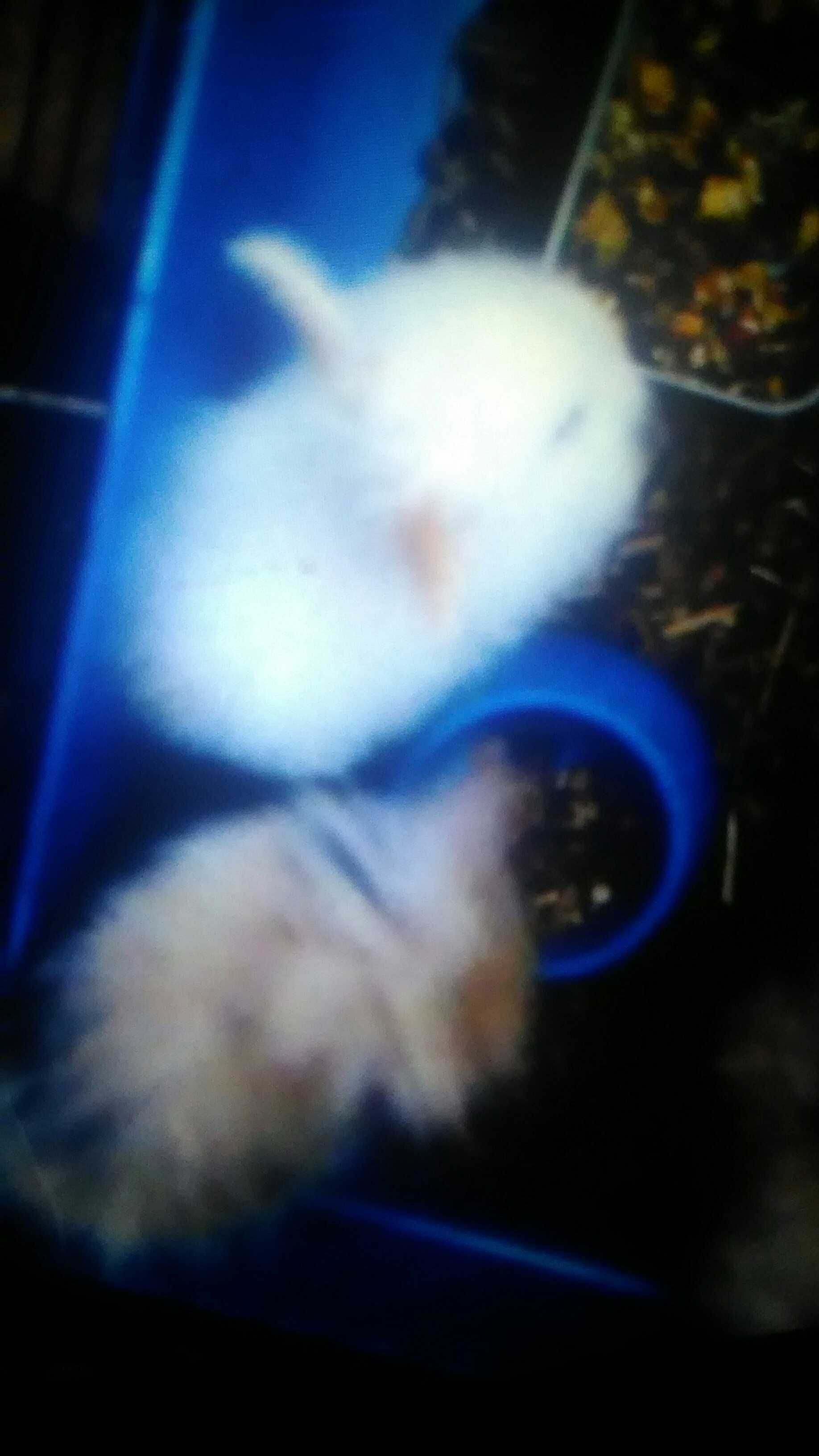Coelhos anoes peludos