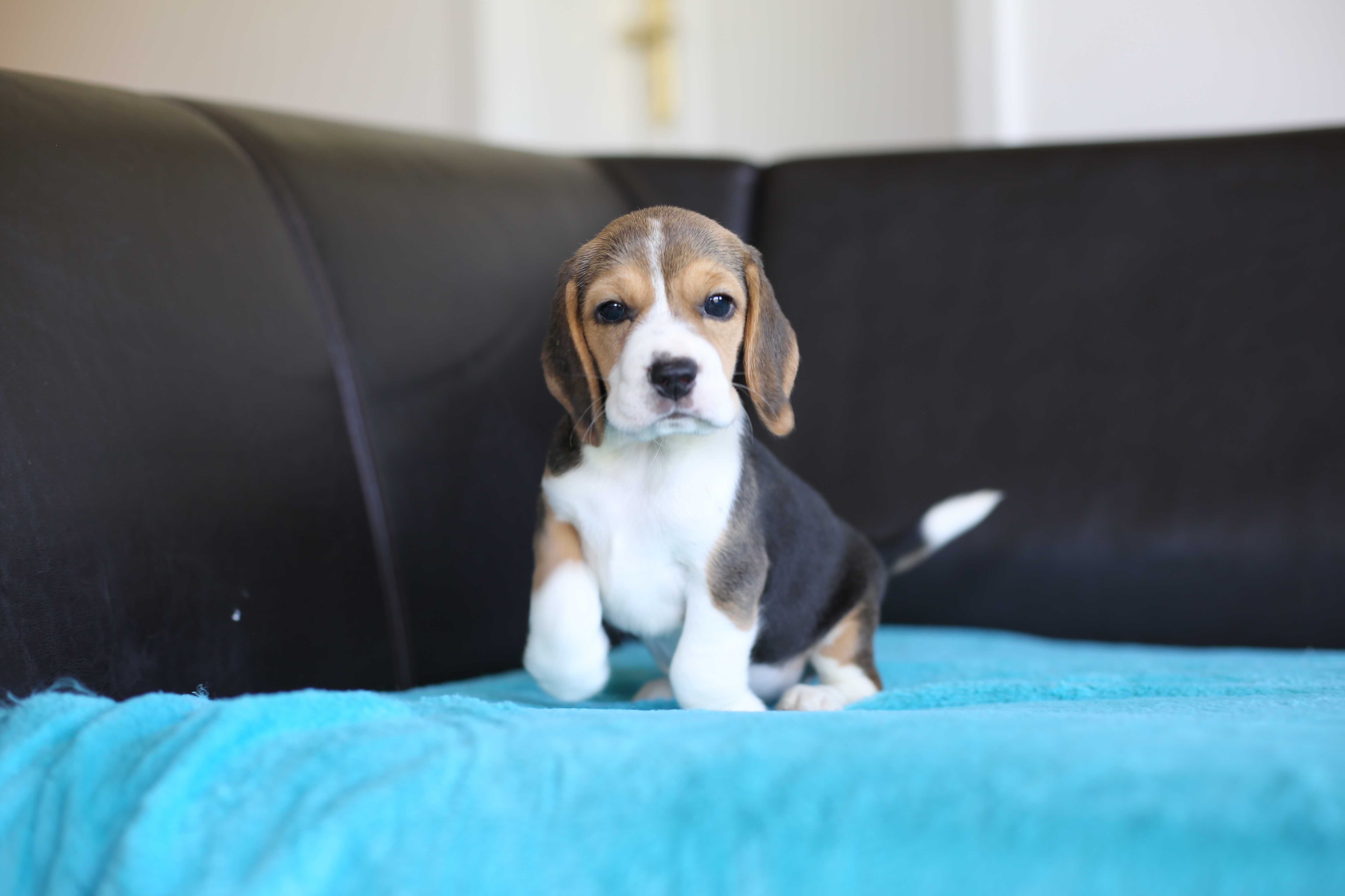 BEAGLE-tricolor suczka, FCI/ZKwP ,mniejsza w typie