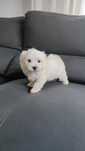 Bichon Maltês disponível