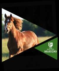 Ração cavalos Selecção