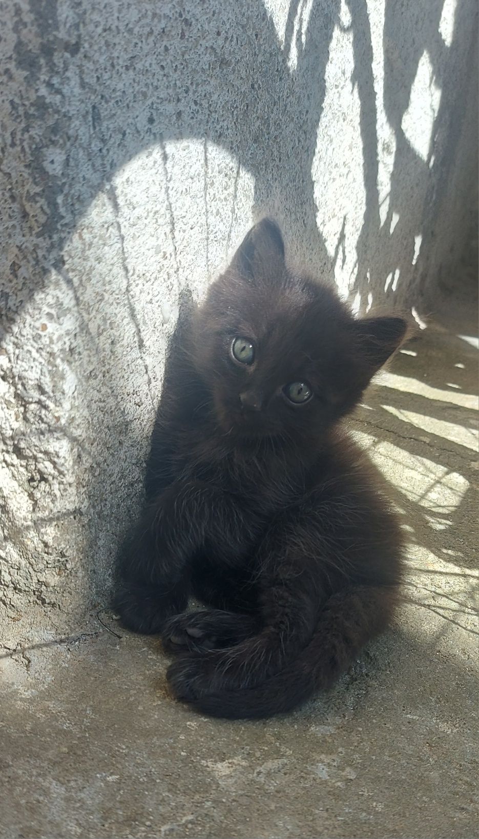 Gatinhos peludos bebés