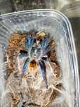 Chromatopelma cyaneopubescens L8/9