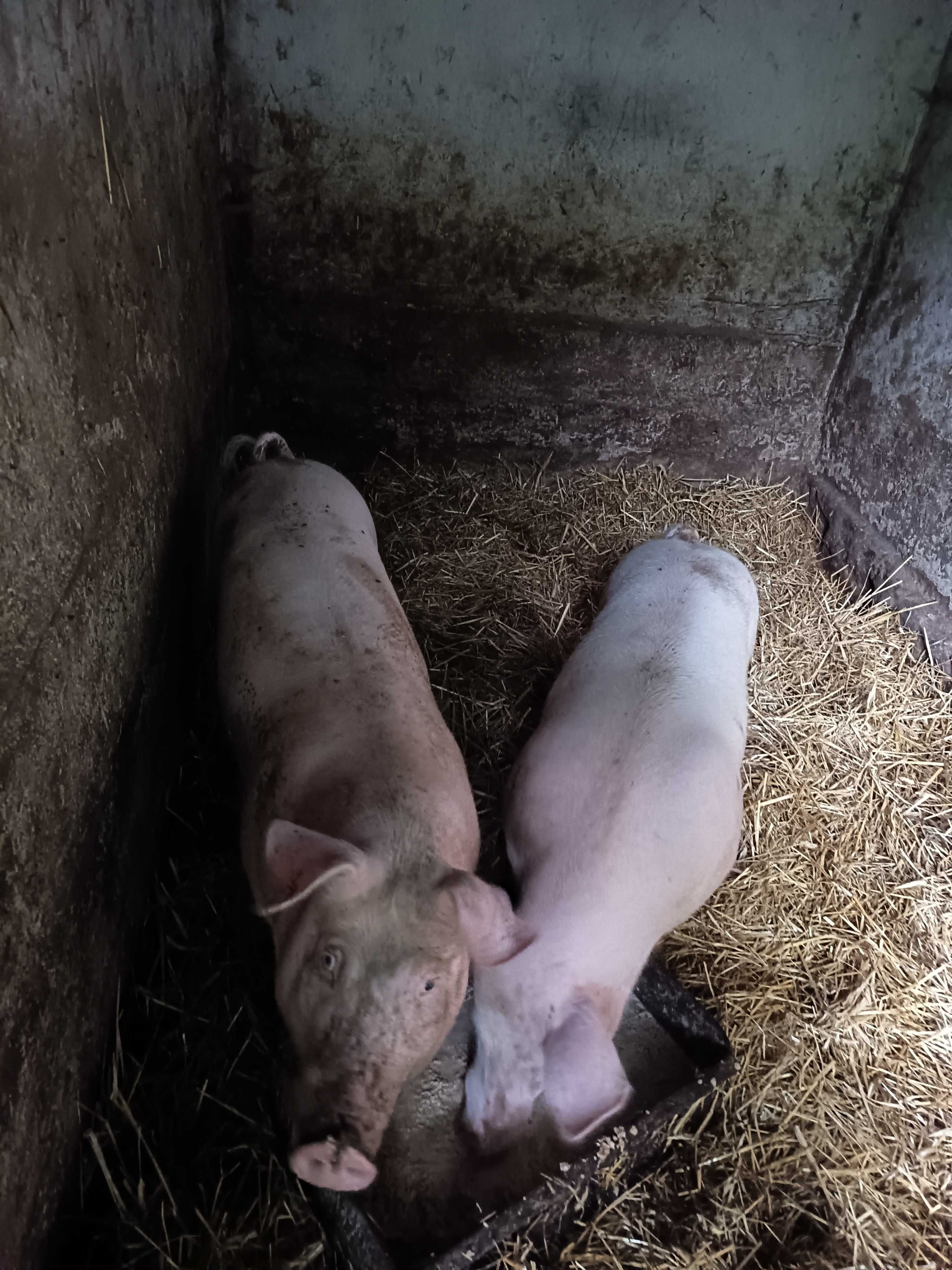 Tucznik świnki świnie prosiak
