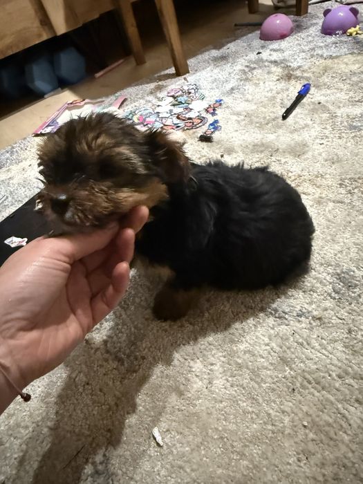 York suczka ostatnia rodowod