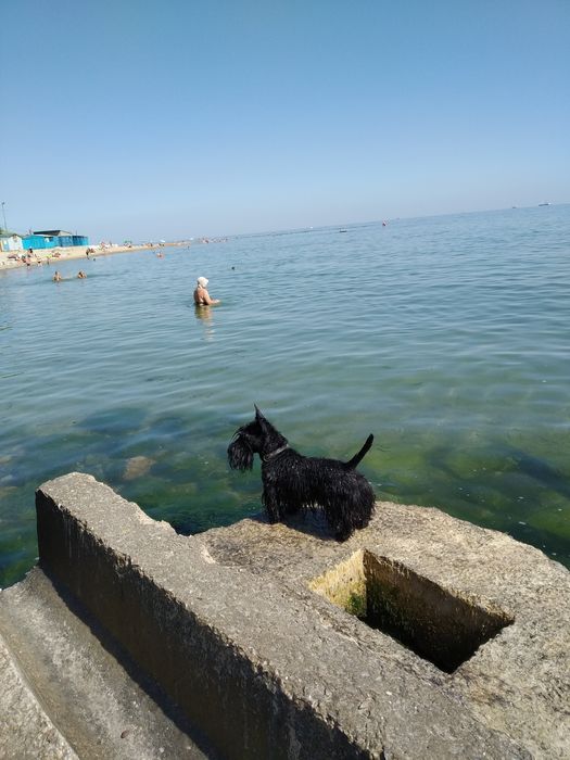 Скоч-тер'єр на в'язку.