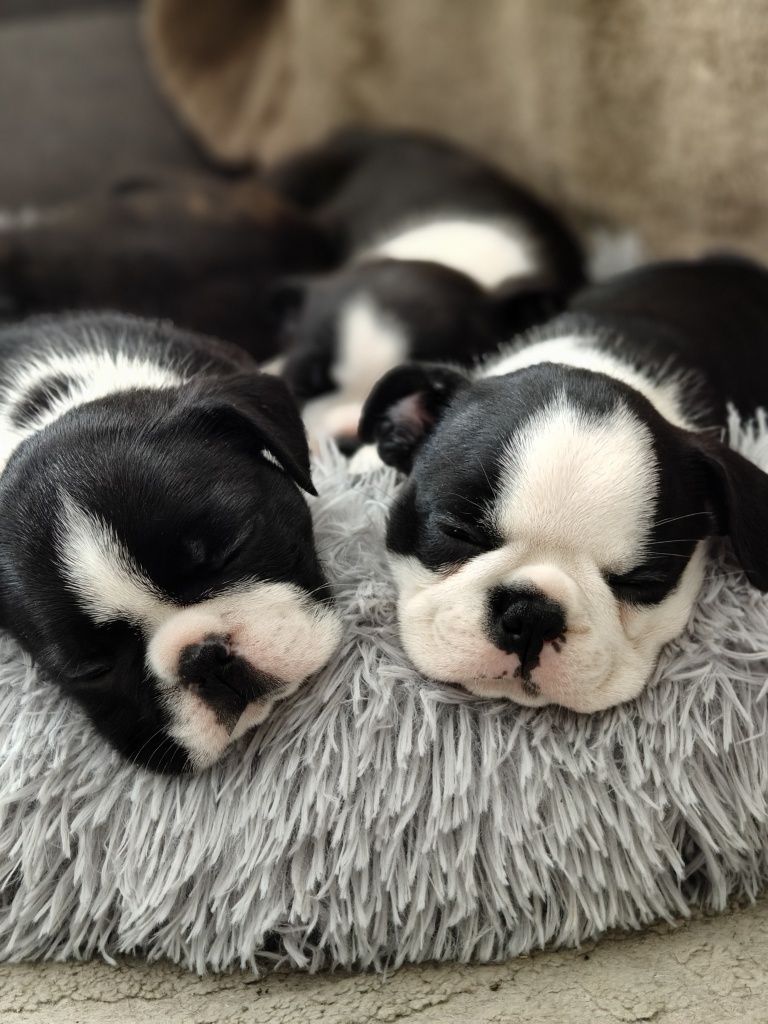 Boston Terrier ZKwP