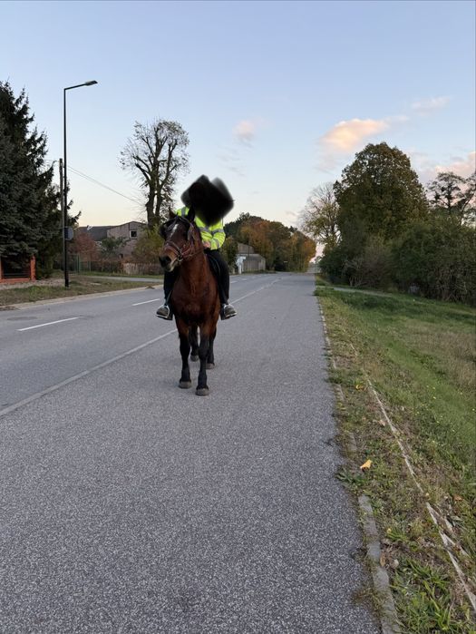 Koń Ogier Pogrubiany