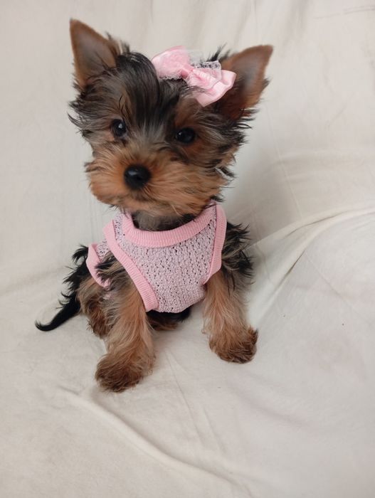 Чистокровні дівчатка йорочки