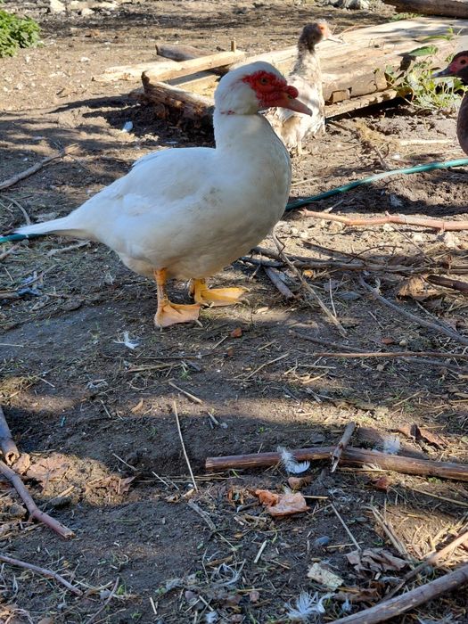 Sprzedam kaczki francuskie