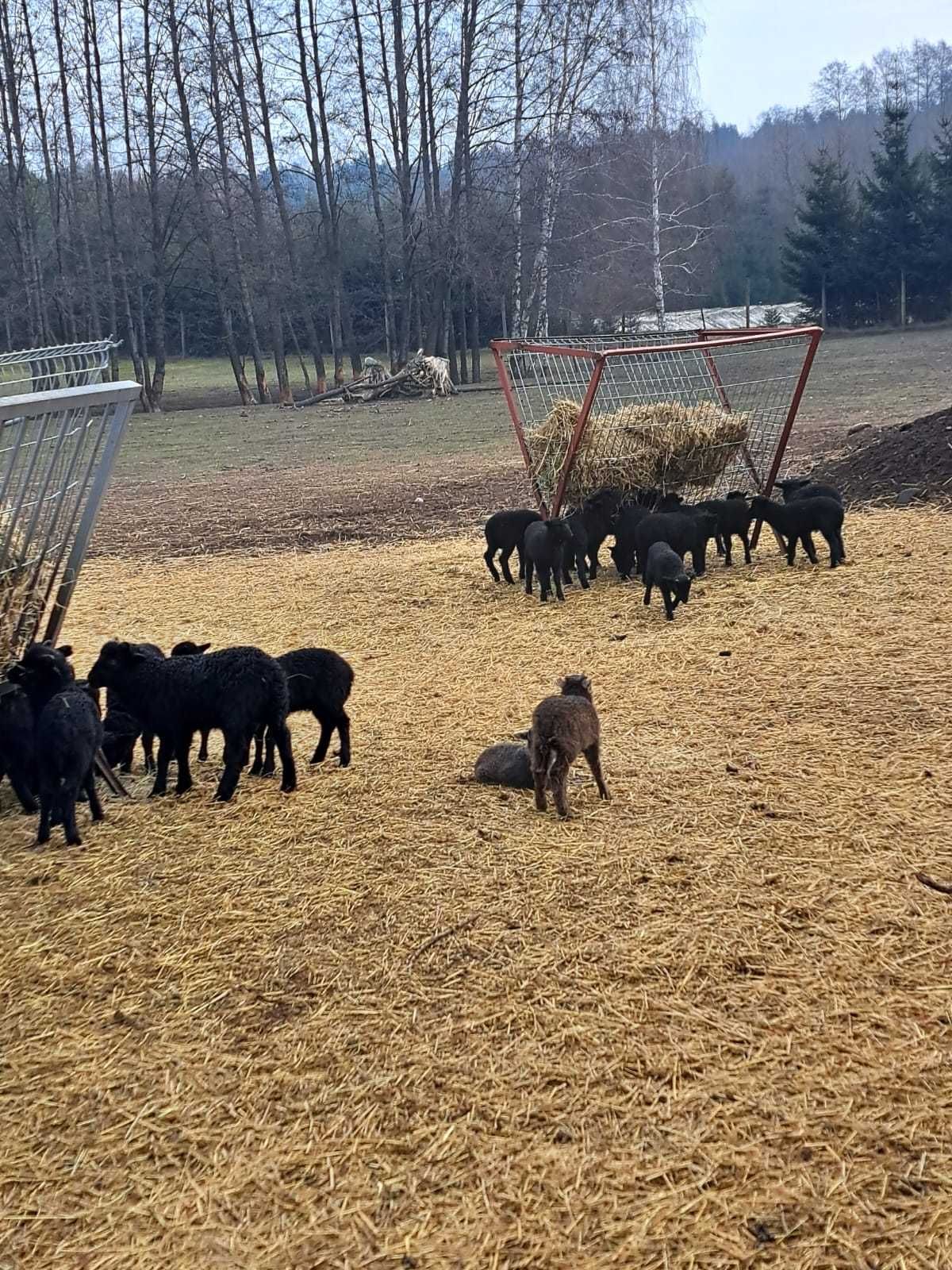 Sprzedam owce wrzosówki, jagnięta i tryki