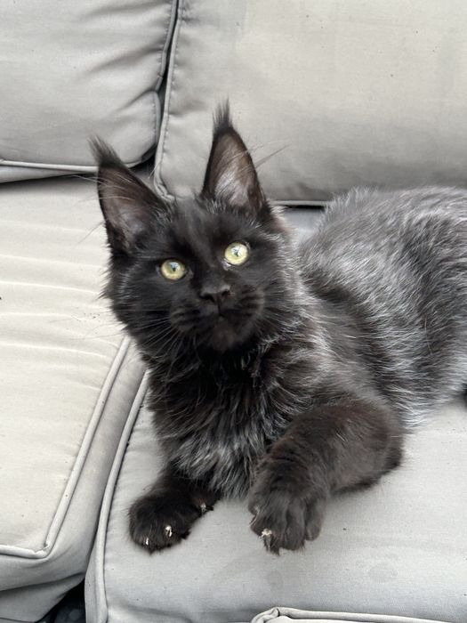 Czarny kocurek Maine Coon Zapraszamy