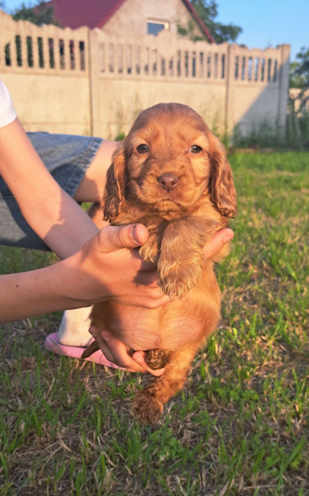 Śliczny cocker spaniel
