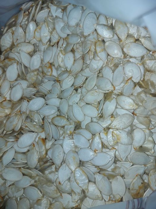 Продам насіння гарбузове