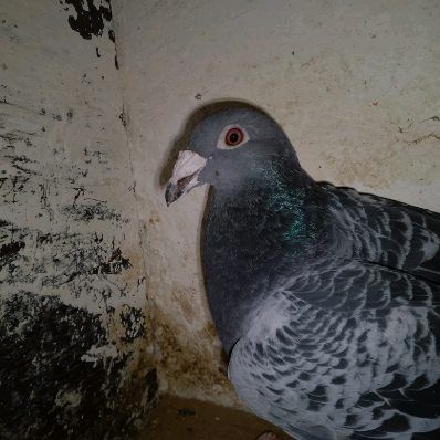 Gołębie staropolskie samice