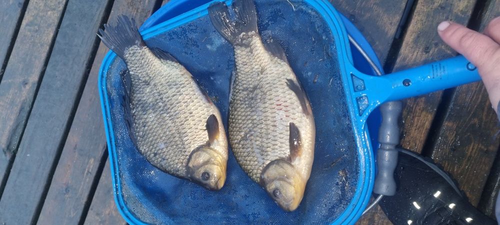 Narybek i kroczek amura